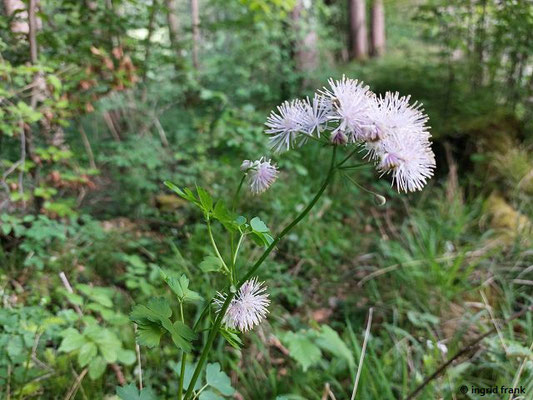 Thalictrum aquilegiifolium / Akeleiblättrige Wiesenraute