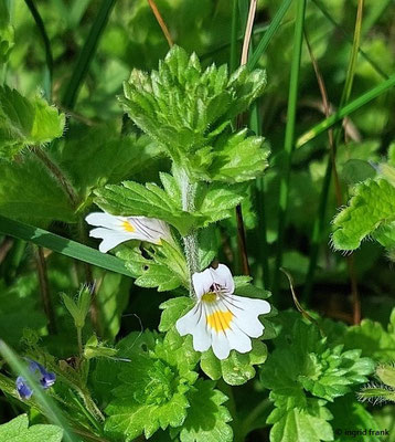 Euphrasia officinalis ssp. monticola / Berg-Augentrost   (29.06.2024; Steiermark, Schladming, Panoramaweg Planai)