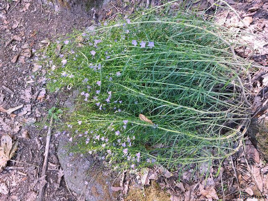 Campanula rotundifolia / Rundblättrige Glockenblume   (11.08.2023; Heidelberg, Unterer Guckkastenweg)