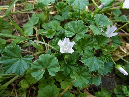 Malva neglecta / Weg-Malve