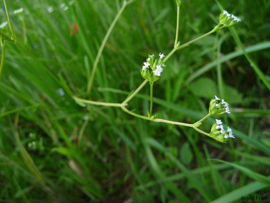 Valerianella dentata / Gezähntes Rapünzchen    VI-VIII