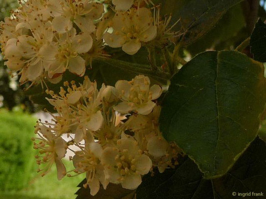 Sorbus mougeotii - Vogesen-Mehlbeere    V-VI