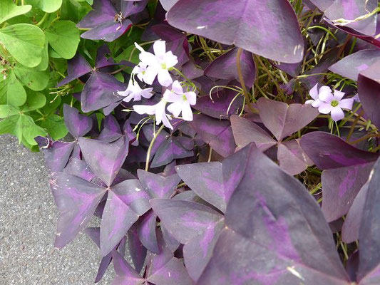 Oxalis triangularis / Roter Dreicksklee, Dreieckiger Glückskee  (30.07.2022; Botanischer Garten der Universität Basel)