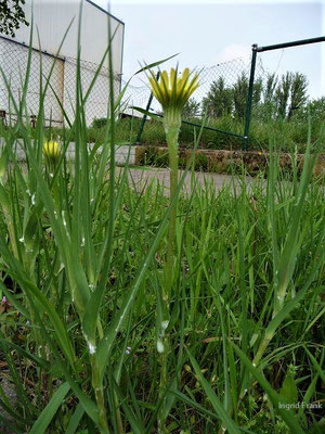 Tragopogon dubius / Großer Bocksbart