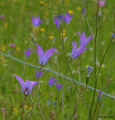Campanula patula / Wiesen-Glockenblume