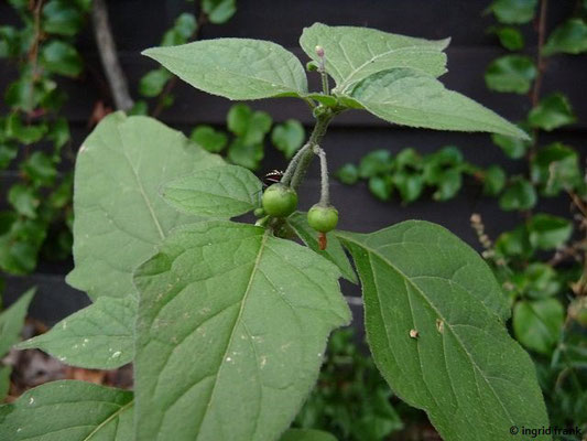 Solanum nigrum / Schwarzer Nachtschatten  (12.09.2017)