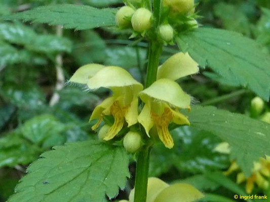 Galeobdolon luteum / Echte Goldnessel
