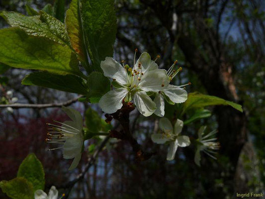 Prunus domestica - Pflaume, Zwetschge    IV