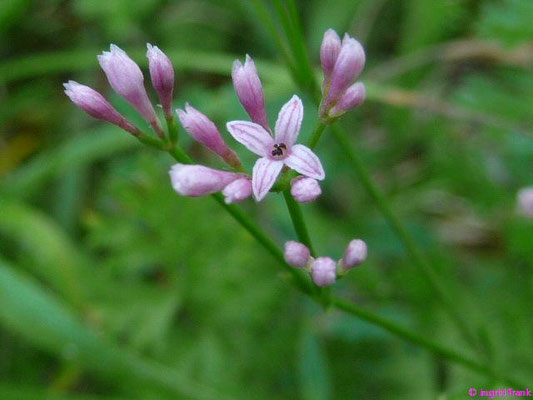 Asperula cynanchica - Hügel-Meier    V-VI