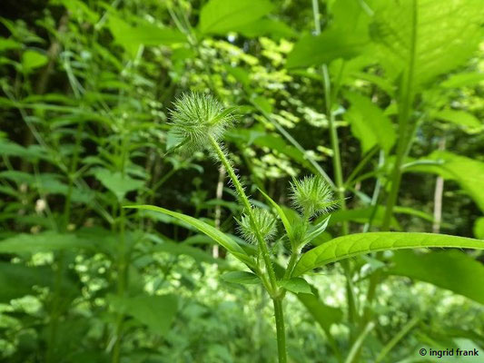 Dipsacus pilosus / Behaarte Karde