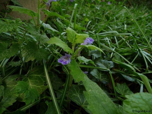 Glechoma hirsuta / Behaarter Gundermann (08.05.2015; Botanischer Garten Dresden)