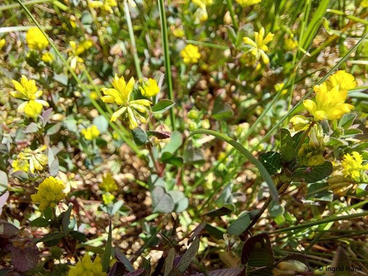 Trifolium dubium / Kleiner Klee