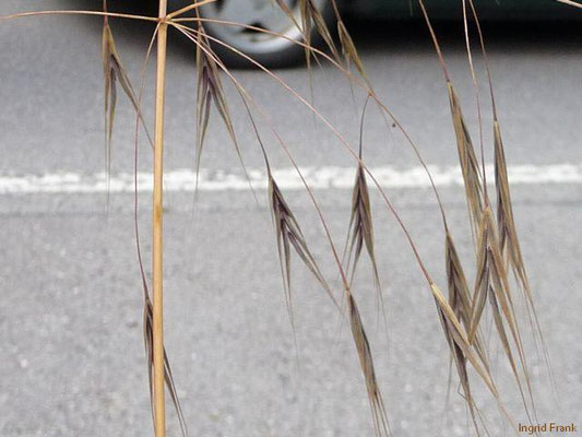 Bromus sterilis / Taube Trespe