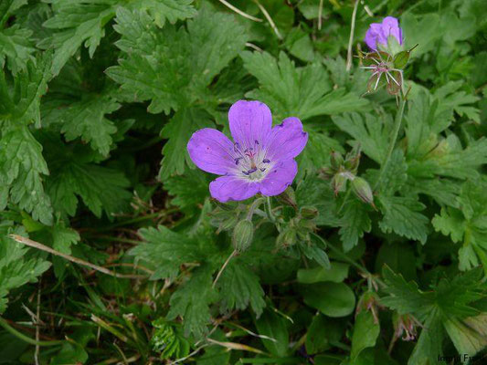 Geranium sylvaticum / Wald-Storchschnabel    V-VII