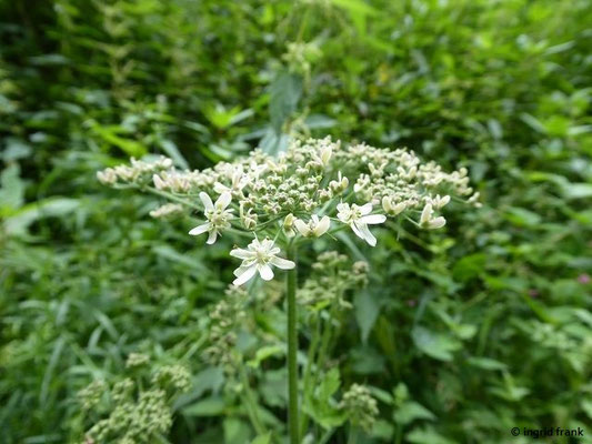 Heracleum sphondylium ssp. sphondylium / Gewöhnlicher Wiesen-Bärenklau