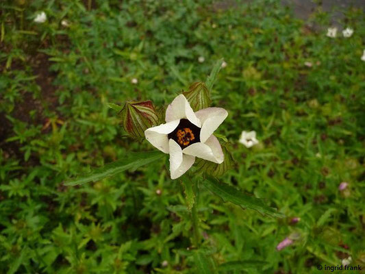 Hibiscus trionum / Gelbe Stundenblume, Stundeneibisch (Botanischer Garten Universität Heidelberg)    VII-VIII