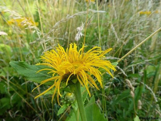 Telekia speciosa / Große Telekie