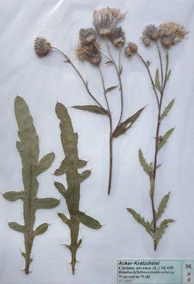 Cirsium arvense / Acker-Kratzdistel    (7/2007; Heimbach Schwarzwaldvorberge)   (Herbarium Dr. Wolf von Thun);