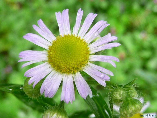 Erigeron annuus - Feinstrahl-Berufkraut    VI-X