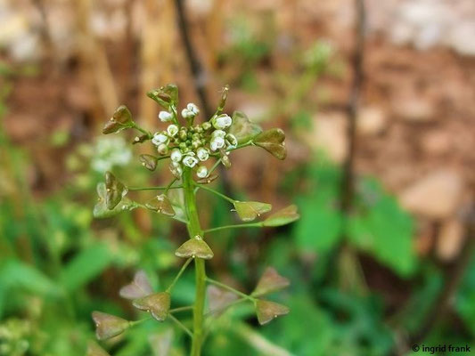 Capsella bursa-pastoris / Gewöhnliches Hirtentäschelkraut