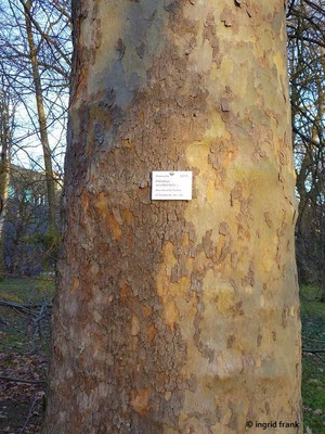 Platanus occidentalis / Abendländische Platane (15.01.2020; Botanischer Garten Universität Heidelberg)