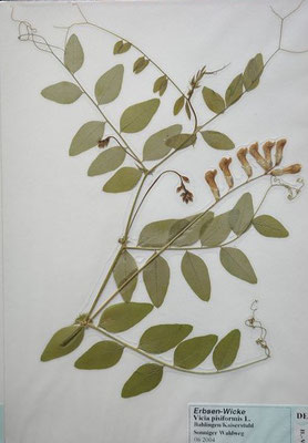 Vicia pisifomris / Erbsen-Wicke    VI-VIII     (Herbarium Dr. Wolf von Thun)