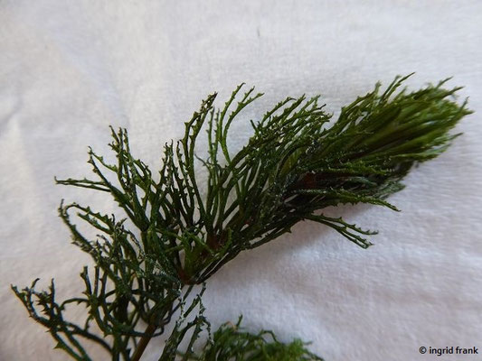 Ceratophyllum demersum / Raues Hornblatt