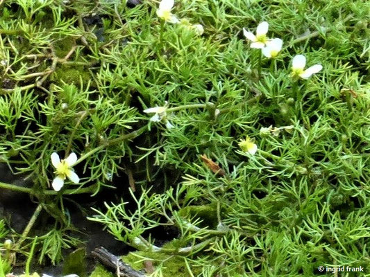 Ranunculus circinatus / Spreizender Wasser-Hahnenfuß