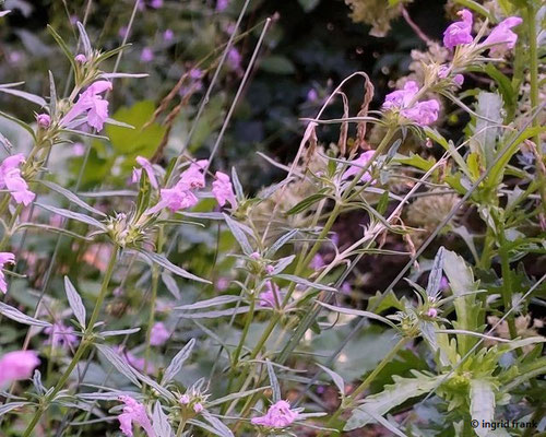 Galeopsis angustifolia / Schmalblättriger Hohlzahn   (17.08.2023; Dossenheim: Übergang Bergstraße /Odenwald)