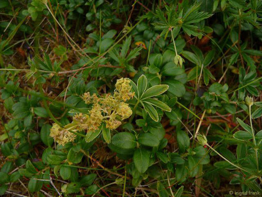 Alchemilla alpina aggr. / Artengruppe Alpen-Frauenmantel