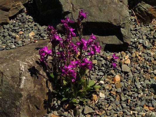 Arabis blepharophylla (06.062016; Botanischer Garten Adorf im Vogtland)