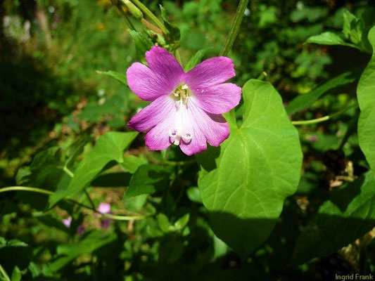 Epilobium hirsutum / Zottiges Weidenröschen    VI-IX