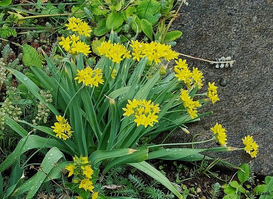 Allium moly / Gold-Lauch
