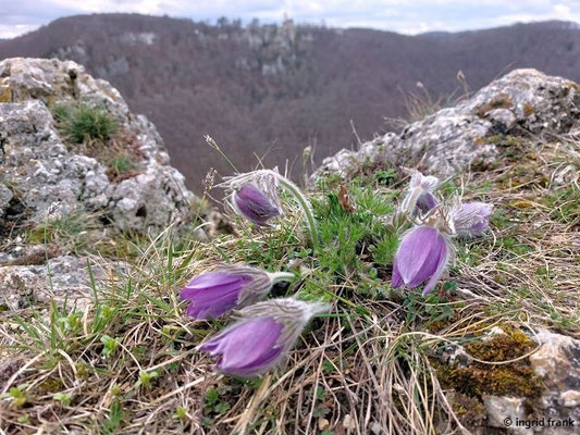 Pulsatilla vulgaris / Gewöhnliche Küchenschelle