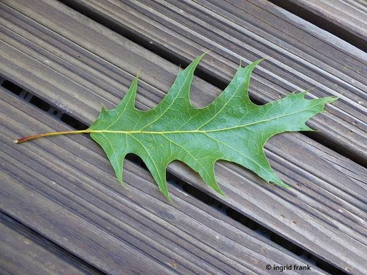 18.06.2021: Quercus rubra / Rot-Eiche