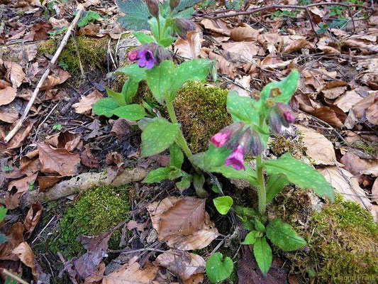 Pulmonaria spec. (14-28 Arten)