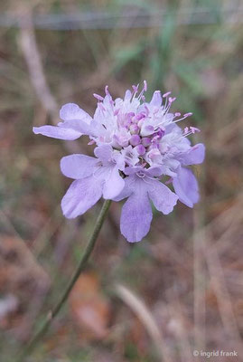 Scabiosa canescens / Graue Skabiose, Duft-Skabiose