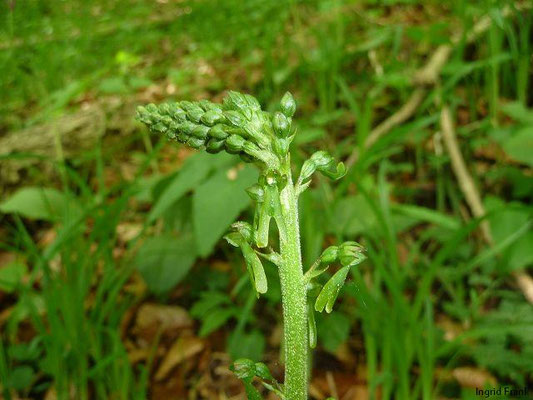Listera spec. (30 Arten)