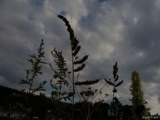 14.08.2013-Echinochloa crus-galli