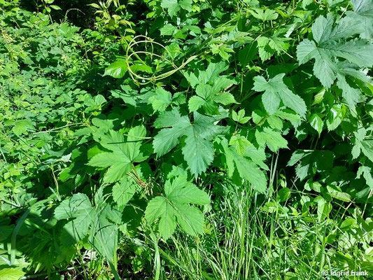 Humulus lupulus / Gewöhnlicher Hopfen