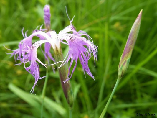 Dianthus superbus / Pracht-Nelke 