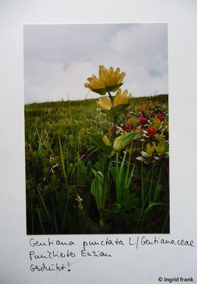 Gentiana punctata / Tüpfel-Enzian    VII-VIII