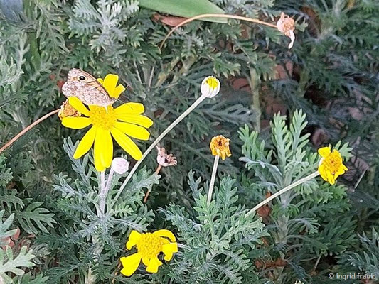 Euryops pectinatus / Brighteyes  (30.09.2025; Sizilien, Forza d'Agró)