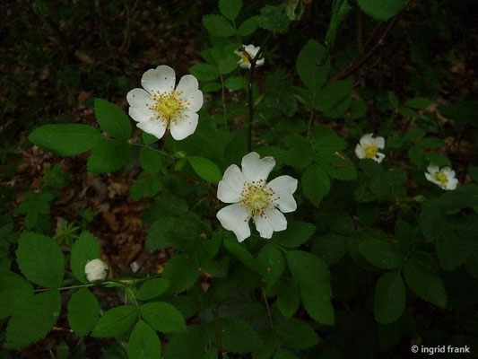 Rosa corymbifera / Hecken-Rose, Busch- Rose    VI-VII