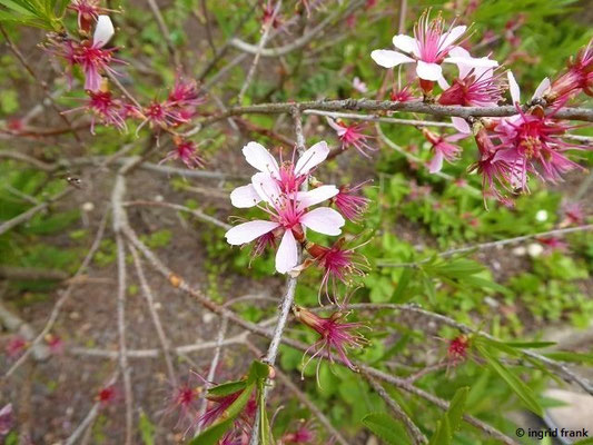 Prunus tenella - Zwerg-Mandel    IV-V