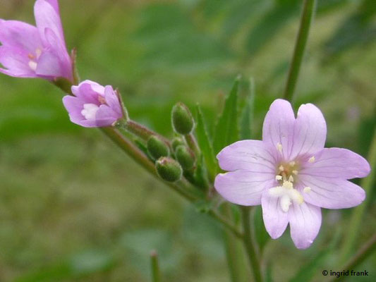Epilobium montanum / Berg-Weidenröschen    VI-IX