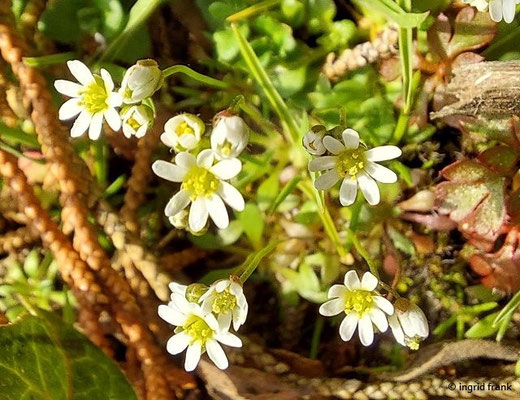 29.02.2024, Bodenseeufer in Wasserburg: Drabe verna / Frühlings-Hungerblümchen