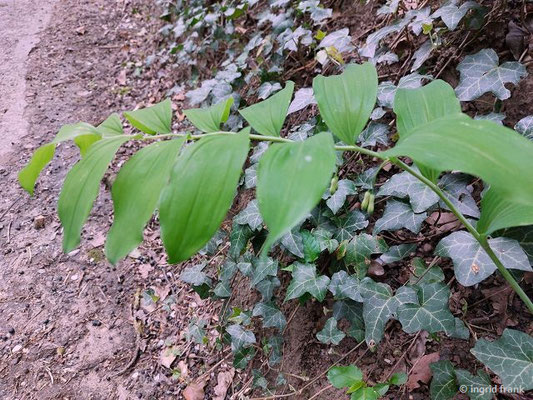 Polygonatum multiflorum / Vielblütige Weißwurz   (10.04.2024; Hemmenhofen)