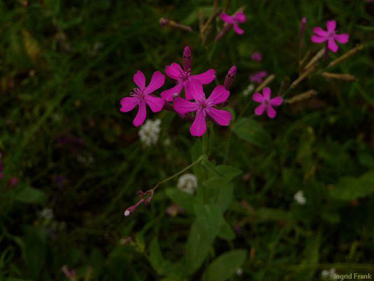 Silene armeria / Nelken-Leimkraut