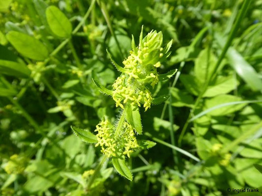 Cruciata laevipes / Gewimpertes Kreuzlabkraut    (01.06.2019; Lochmoos, Altdorfer Wald)